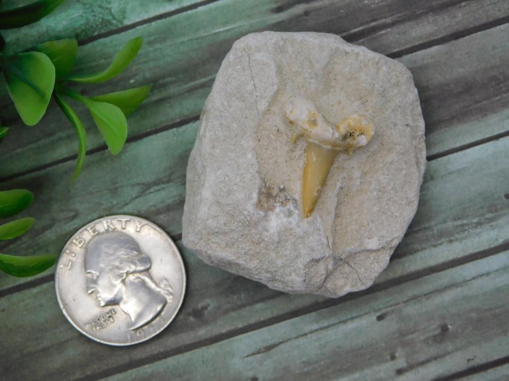 Fossilized Shark Tooth in Matrix - 2