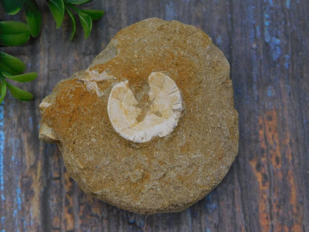 Fossilized Shell Rock Specimen: A tan sandstone-colored rock specimen with an embedded fossilized shell exposed in cross-section. Shown with a quarter for scale, approximately 3 inches across.