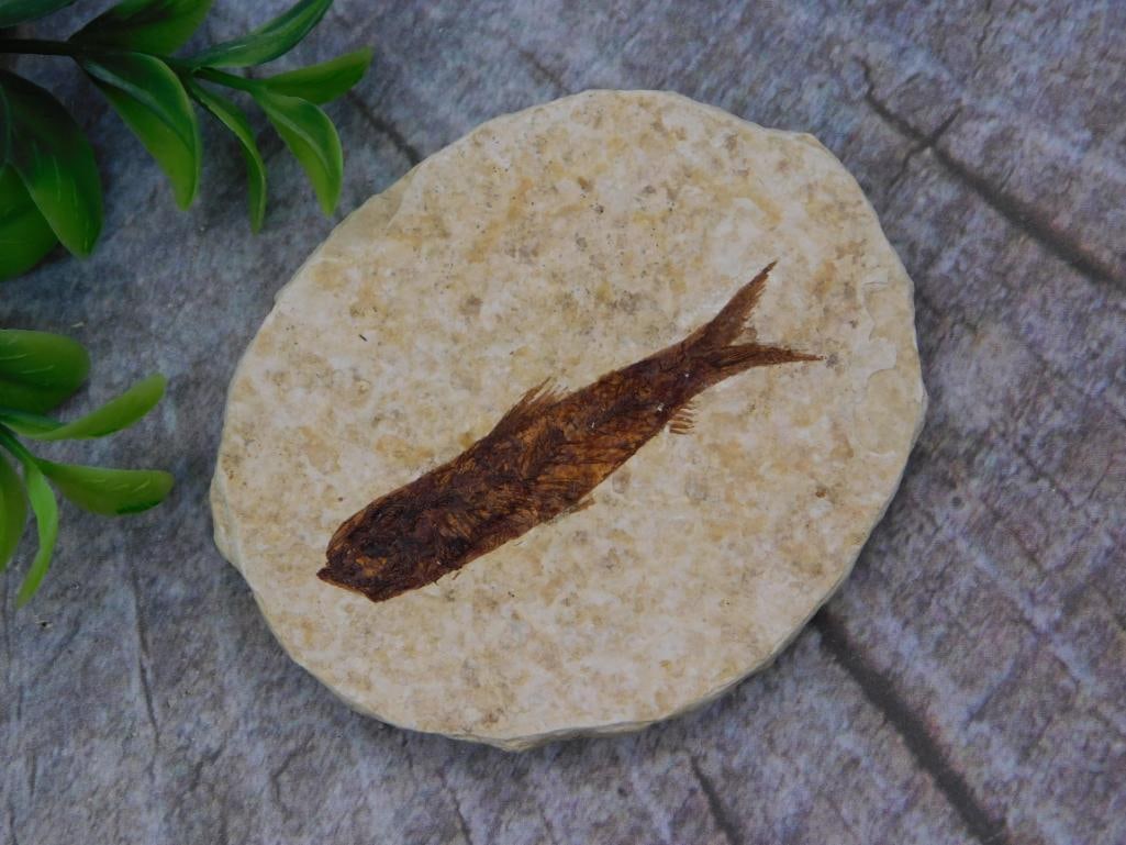 Fossil Fish Specimen in Stone Matrix: A fossilized fish preserved in a round tan limestone matrix, showing detailed fin and scale impressions.