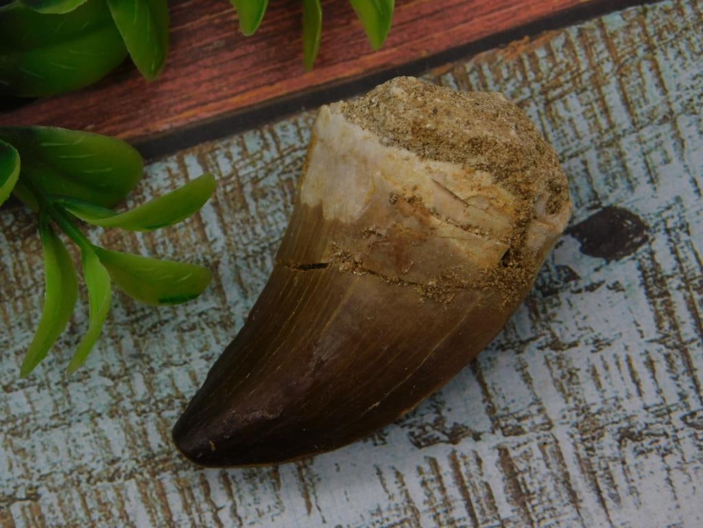 Fossilized Dinosaur Tooth Specimen (1 of 2)