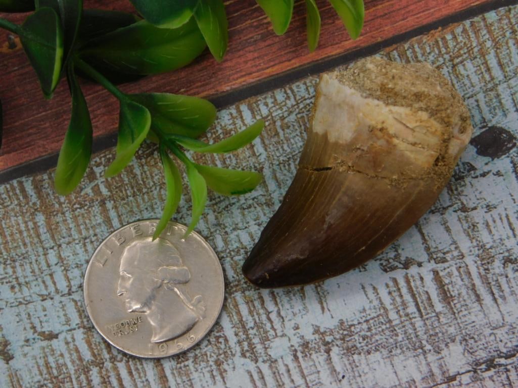 Fossilized Dinosaur Tooth Specimen - 2