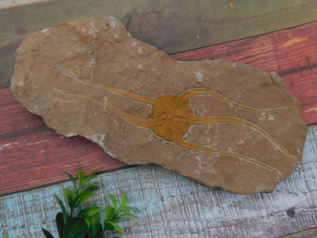 Fossil Brittle Star Specimen in Stone Slab: A flat brown stone slab featuring the fossilized impression of a brittle star with long radiating arms, highlighted against the rock matrix.