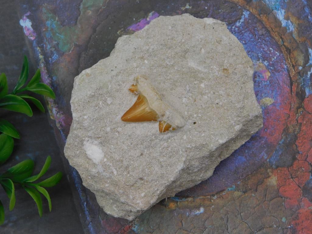 Fossil Shark Tooth in Matrix: A tan/beige fossilized shark tooth, roughly 1 inch long with a serrated amber-brown enamel edge, embedded in stone matrix.