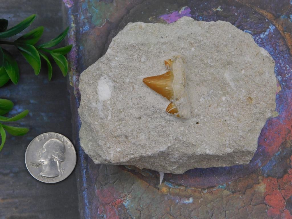 Fossil Shark Tooth in Matrix - 2