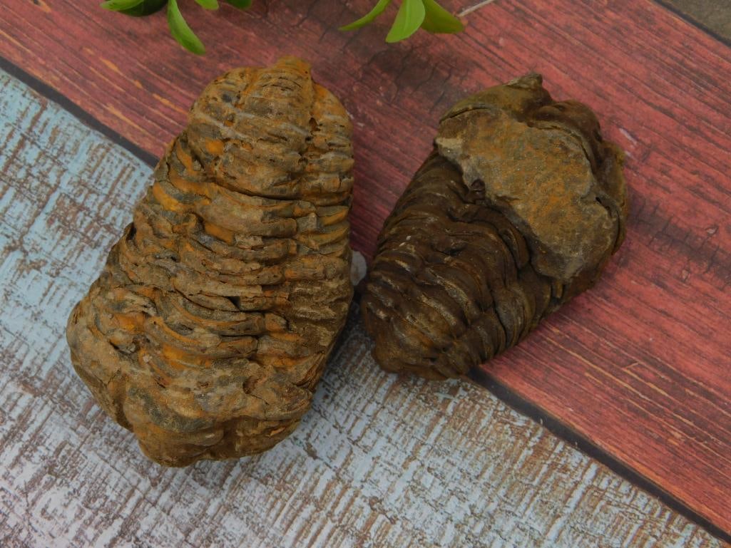 Pair of Fossil Trilobite Specimens: Two fossilized trilobite specimens with clearly visible segmented, ribbed exoskeletons in orange-brown and dark brown tones.