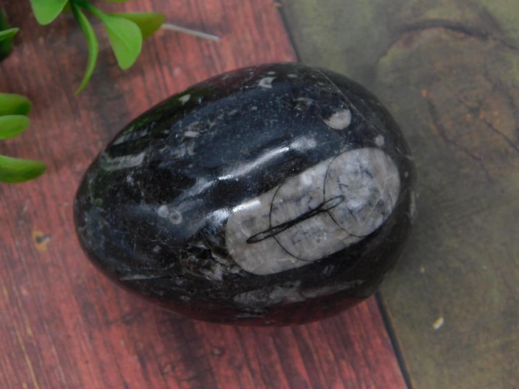 Polished Black Mineral Palm Stone: An egg-shaped polished black mineral stone with a pale gray-white marbled patch. Weighs 154 grams.