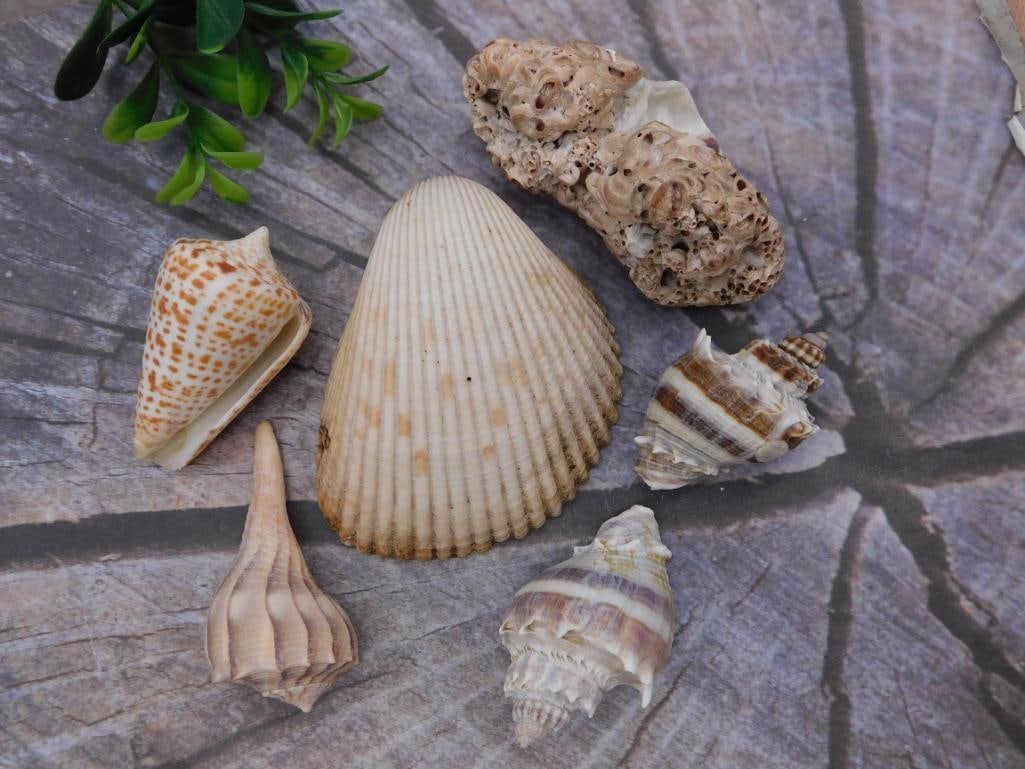 Natural Seashell Collection, Assorted Conch, Cockle & Murex Shells: Assorted lot of natural seashells including a spotted cone shell, ribbed cockle shell, a barnacle-encrusted shell, and murex/spindle shells in tan and cream tones. Largest shell approximately 3 inches
