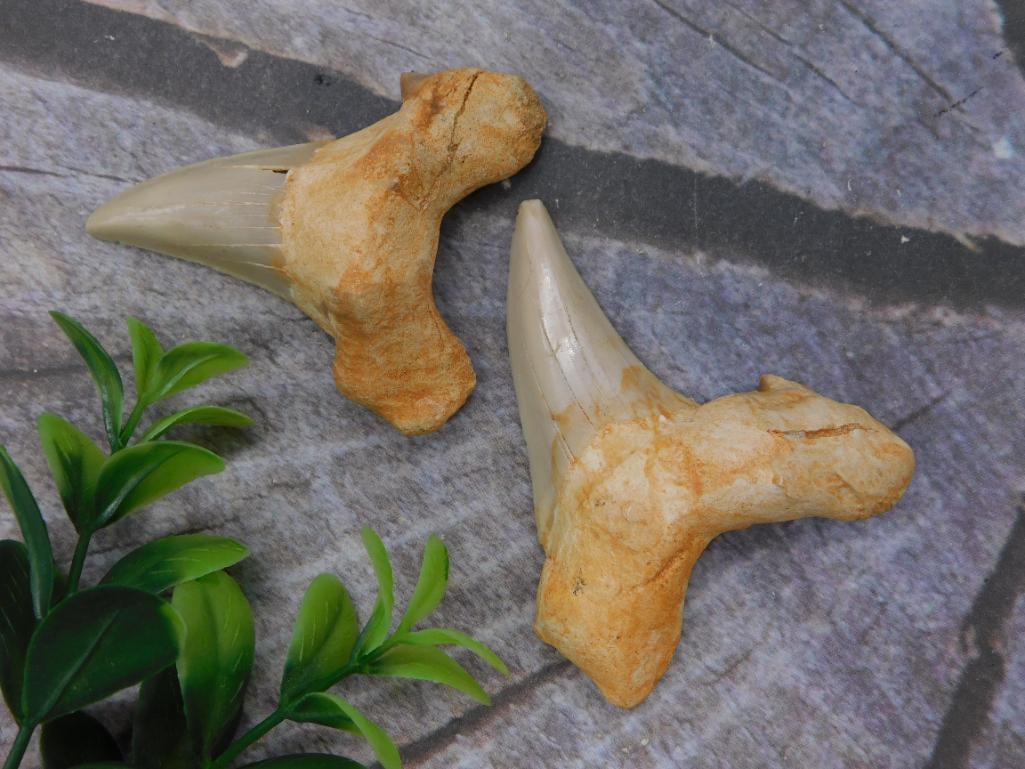 Fossil Otodus Shark Teeth Pair Specimen: Pair of fossilized shark teeth, tan to cream colored with visible root and serrated blade edges. Nice matched pair for a fossil collection.
