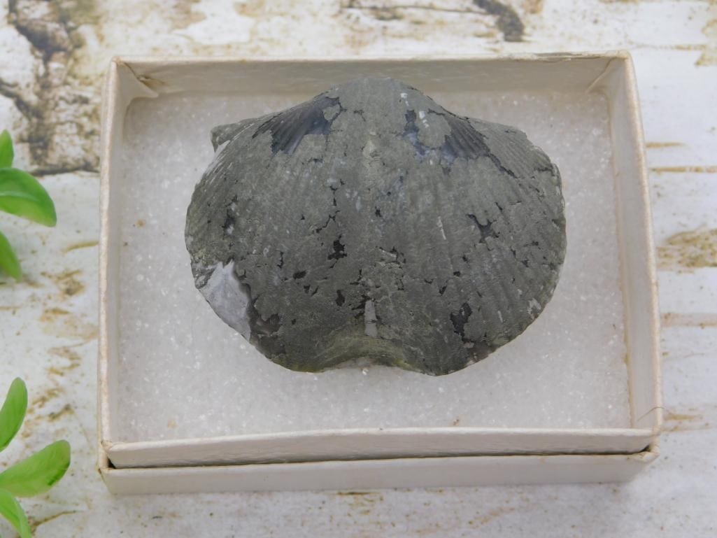 Fossilized Bivalve Shell Specimen in Display Box: Fossilized clam/scallop shell specimen with dark mineralized shell, displayed in a small presentation box.