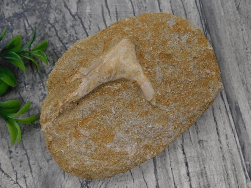 Fossilized Shark Tooth in Matrix Rock: Natural fossil shark tooth embedded in a tan sedimentary rock matrix specimen.