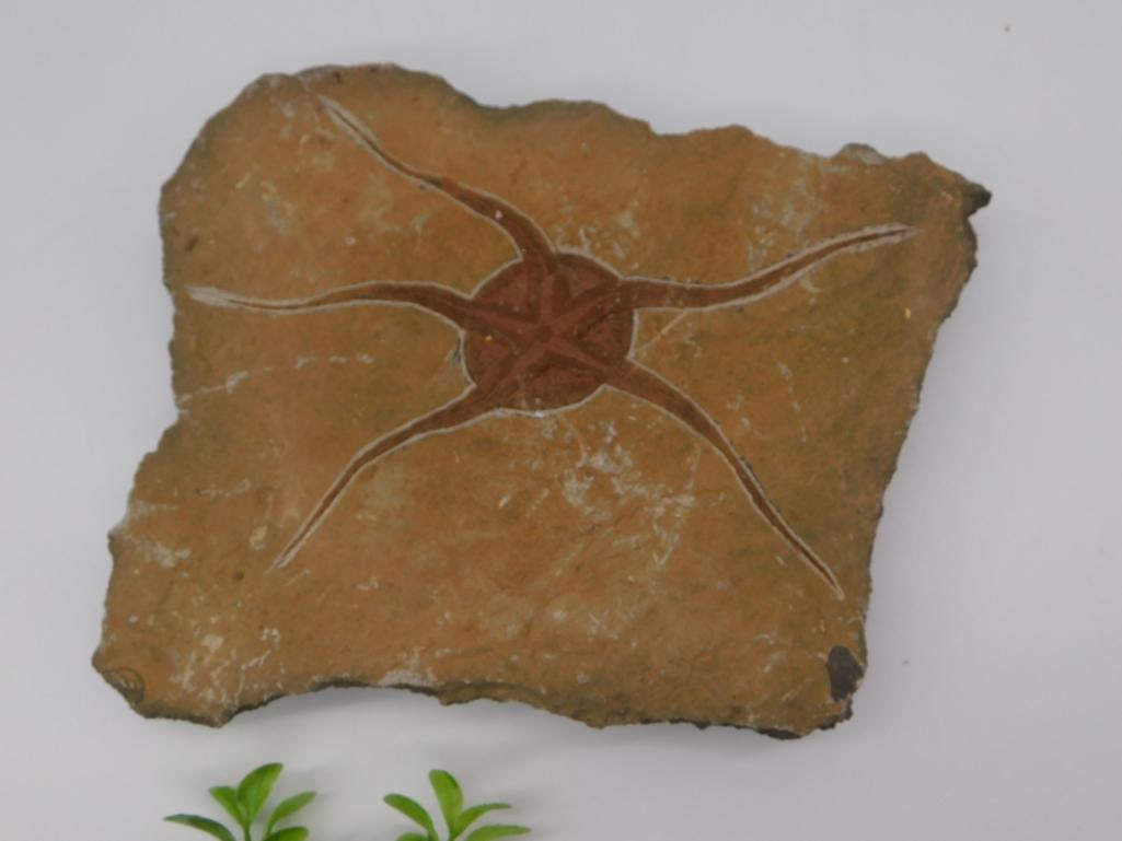 Fossilized Brittle Starfish Plate: Fossil plate preserving a five-armed brittle starfish impression in reddish-brown relief on tan stone.