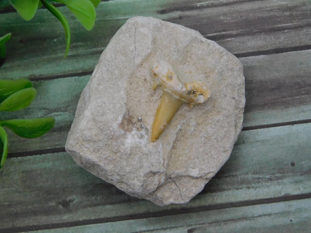 Fossilized Shark Tooth in Matrix (1 of 2)