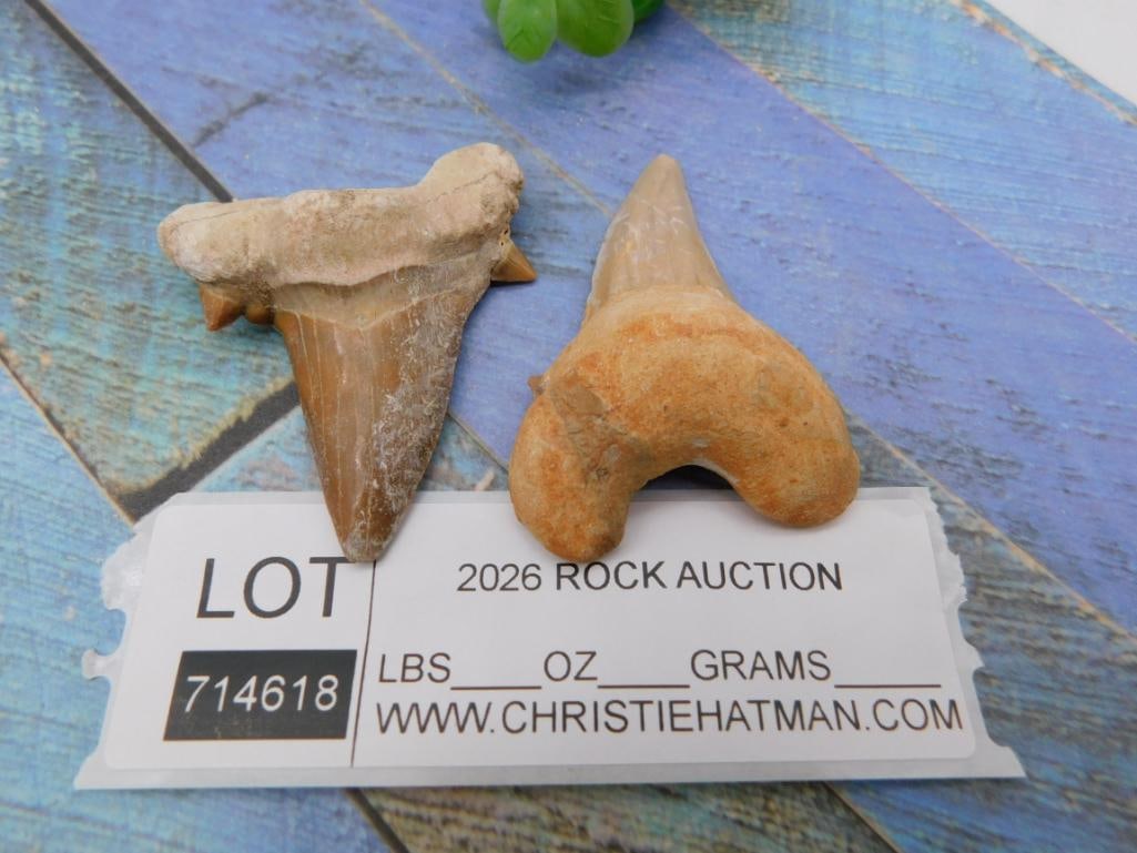 Fossilized Shark Teeth Pair - 2