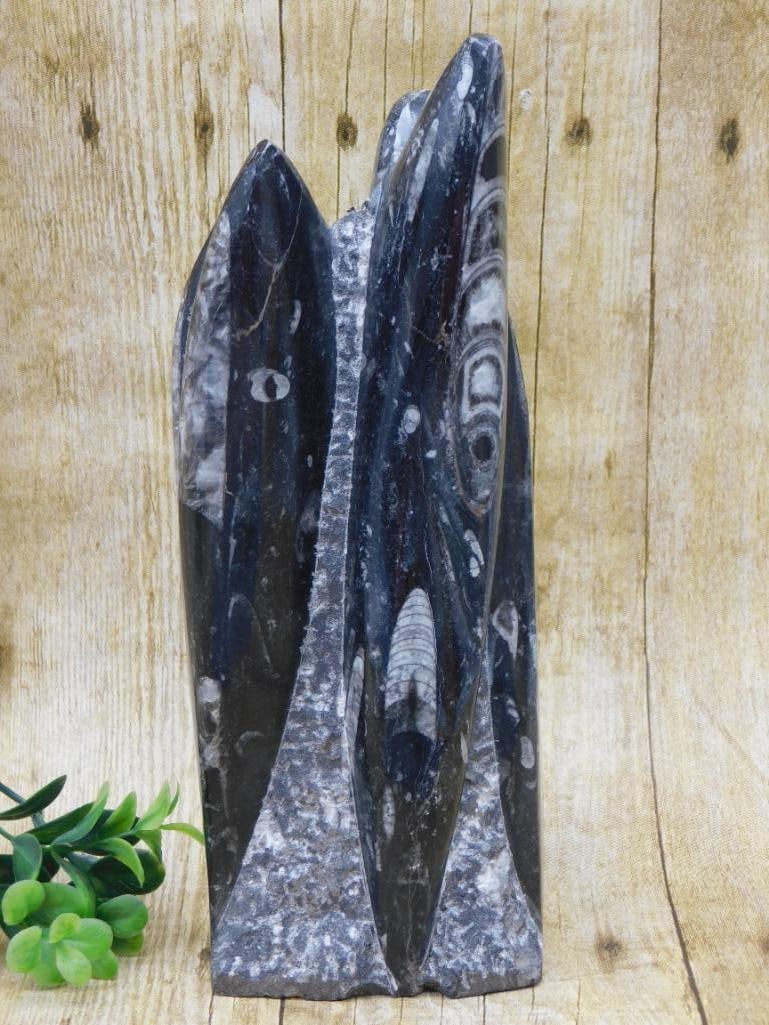 ORTHOCERAS SCULPTURE ROCK STONE LAPIDARY SPECIMEN: ORTHOCERAS SCULPTURE ROCK STONE LAPIDARY SPECIMEN