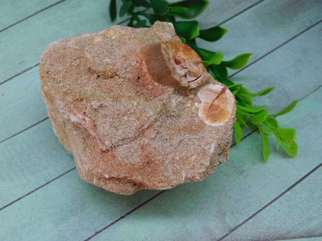 DINOSAUR TOOTH IN MATRIX ROCK STONE LAPIDARY SPECIMEN - 2