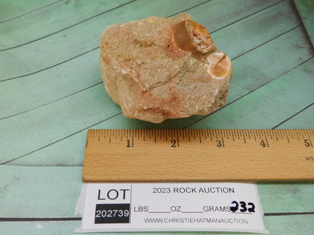 DINOSAUR TOOTH IN MATRIX ROCK STONE LAPIDARY SPECIMEN - 3