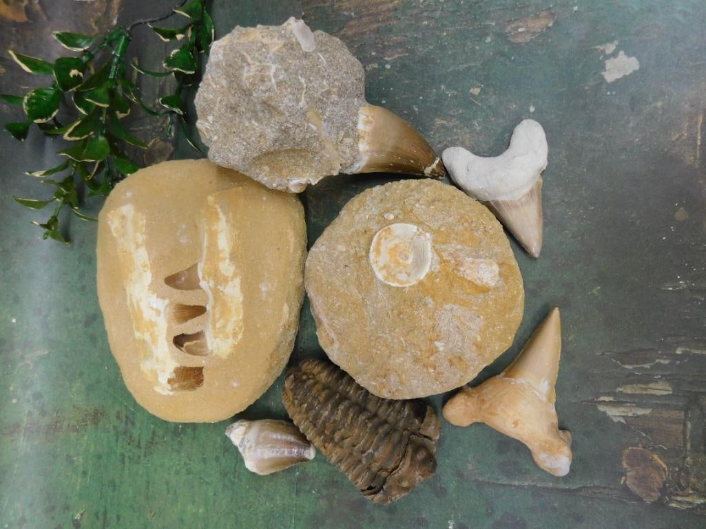 MIXED FOSSIL LOT ROCK STONE LAPIDARY SPECIMEN (1 of 2)