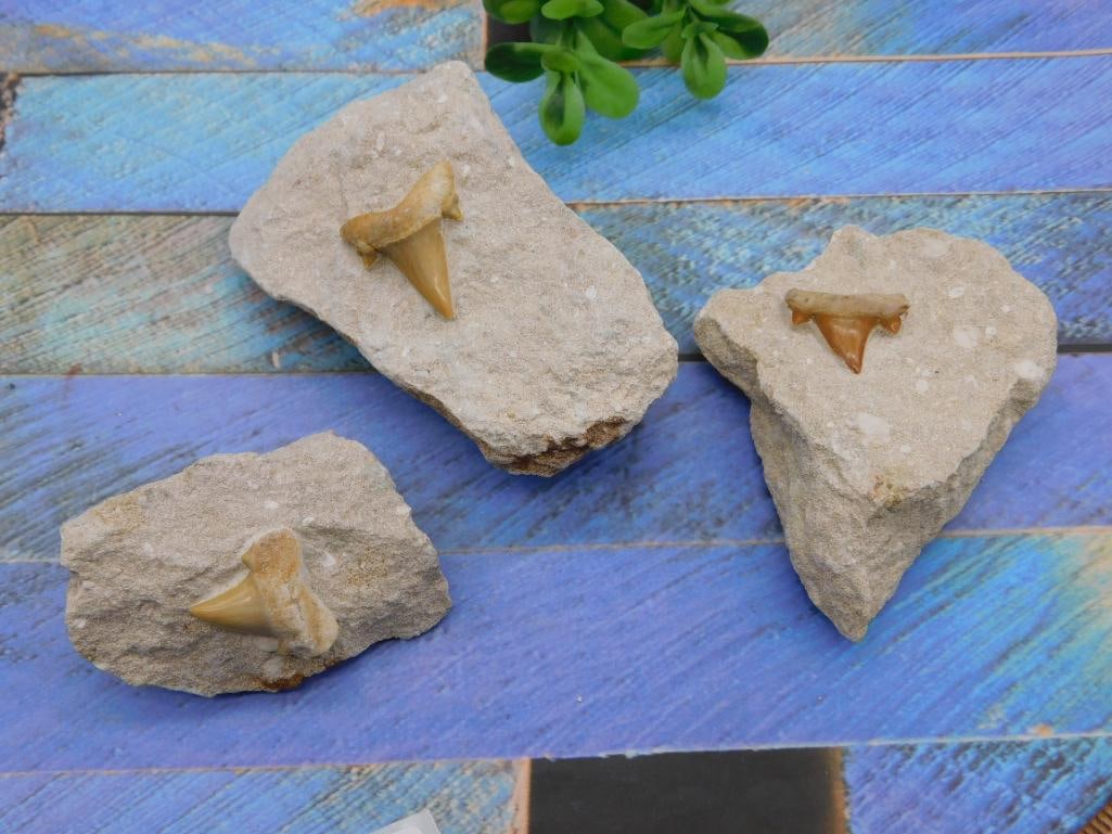 SHARK TEETH IN MATRIX ROCK STONE LAPIDARY SPECIMEN (1 of 2)