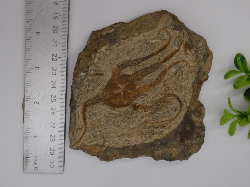 Fossil Crinoid Slab Specimen - 2
