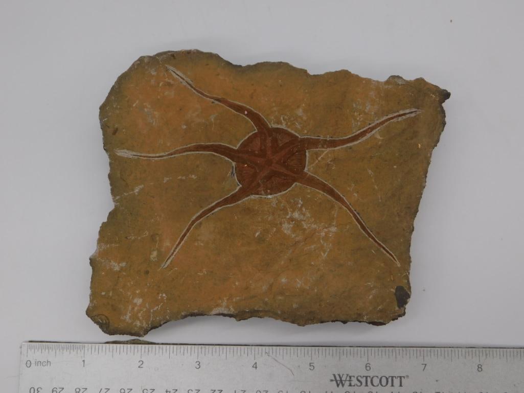 Fossilized Brittle Starfish Plate - 2
