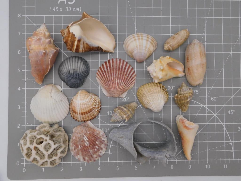 Seashell Collection Lot - 3