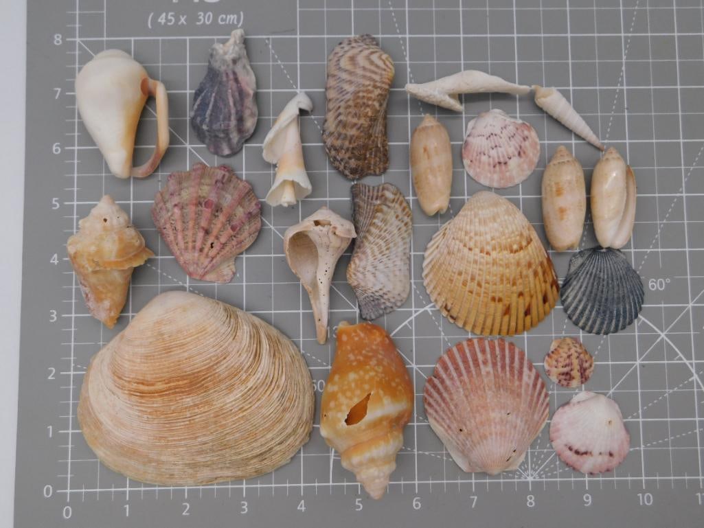 Antique Natural Seashell Collection Lot (1 of 4)