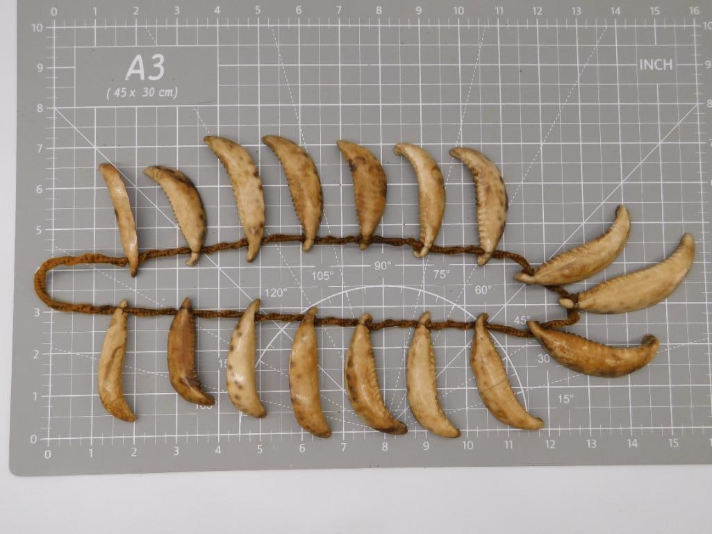 Crab Claw Craft Necklace with Woven Cord: A handmade necklace strung with numerous cured animal claws (crab or lobster pincers) arranged along a braided cord in a fan pattern. The claws range from light tan to deep amber-brown with natural