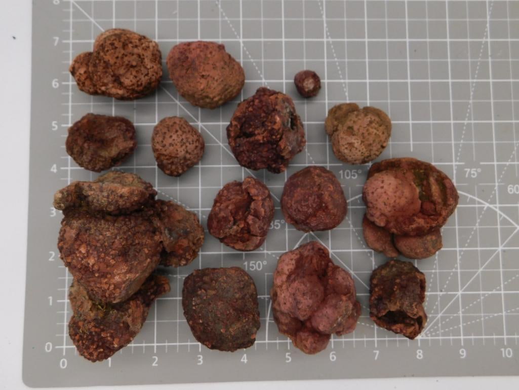 Botryoidal COPROLITE Mineral Nodule Lot, 2 lbs 8 oz: A collection of roughly fourteen botryoidal (grape-like clustered) iron mineral nodules, likely goethite or hematite concretions, in rust-red and brown hues with a pitted, knobby surface texture. Nodu