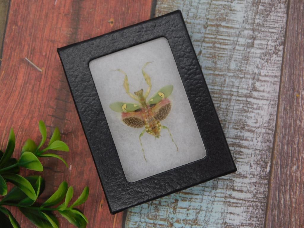 Framed Real Orchid Mantis Insect Specimen: A genuine preserved orchid/spiny flower mantis specimen mounted and framed in a black leatherette frame with glass front, approximately 3 x 4 inches overall per the ruler shown. The mantis displays