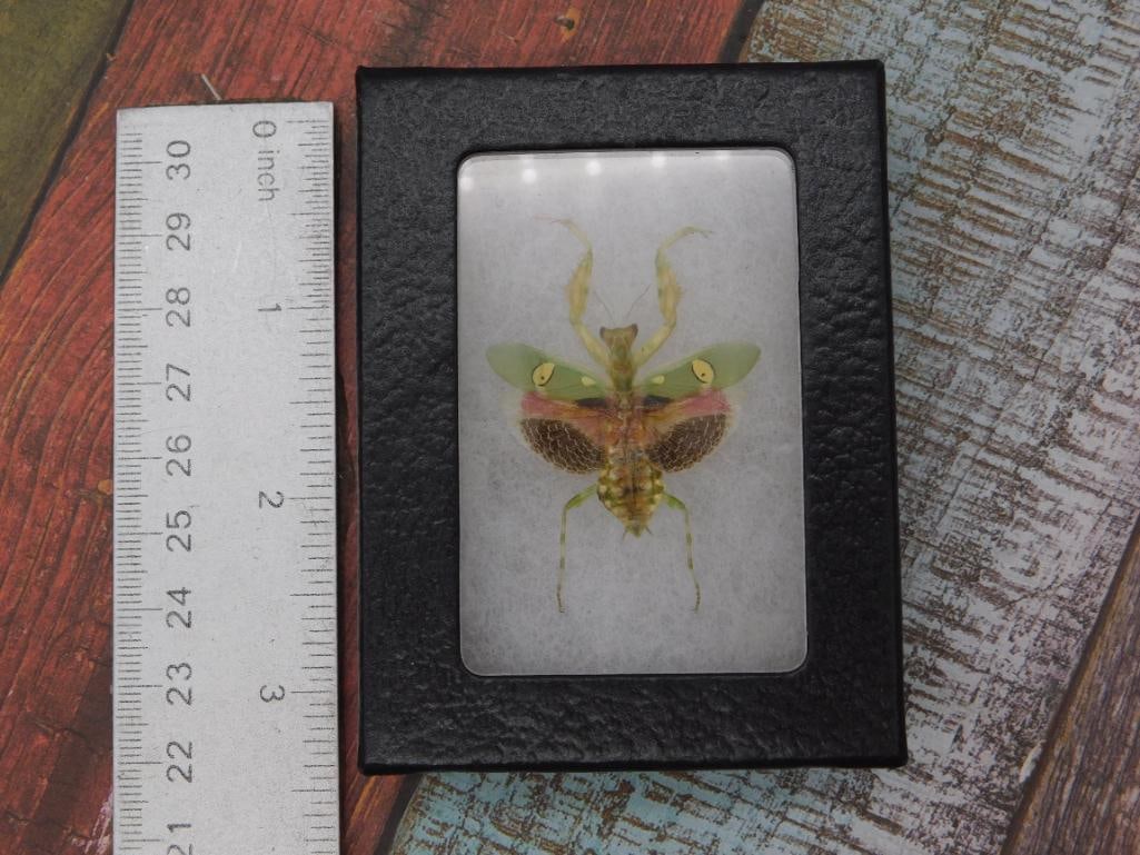 Framed Real Orchid Mantis Insect Specimen - 2