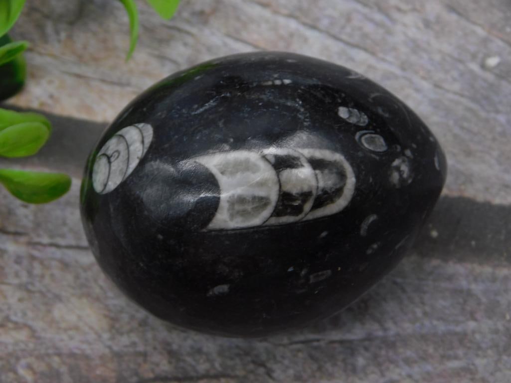 Polished Orthoceras Fossil Stone - Black Egg-Shaped Specimen: An egg-shaped polished black stone (likely limestone/marble) displaying a cross-section of fossilized orthoceras (ancient cephalopod) segments in cream and gray. Measures roughly 2 inches long, shown