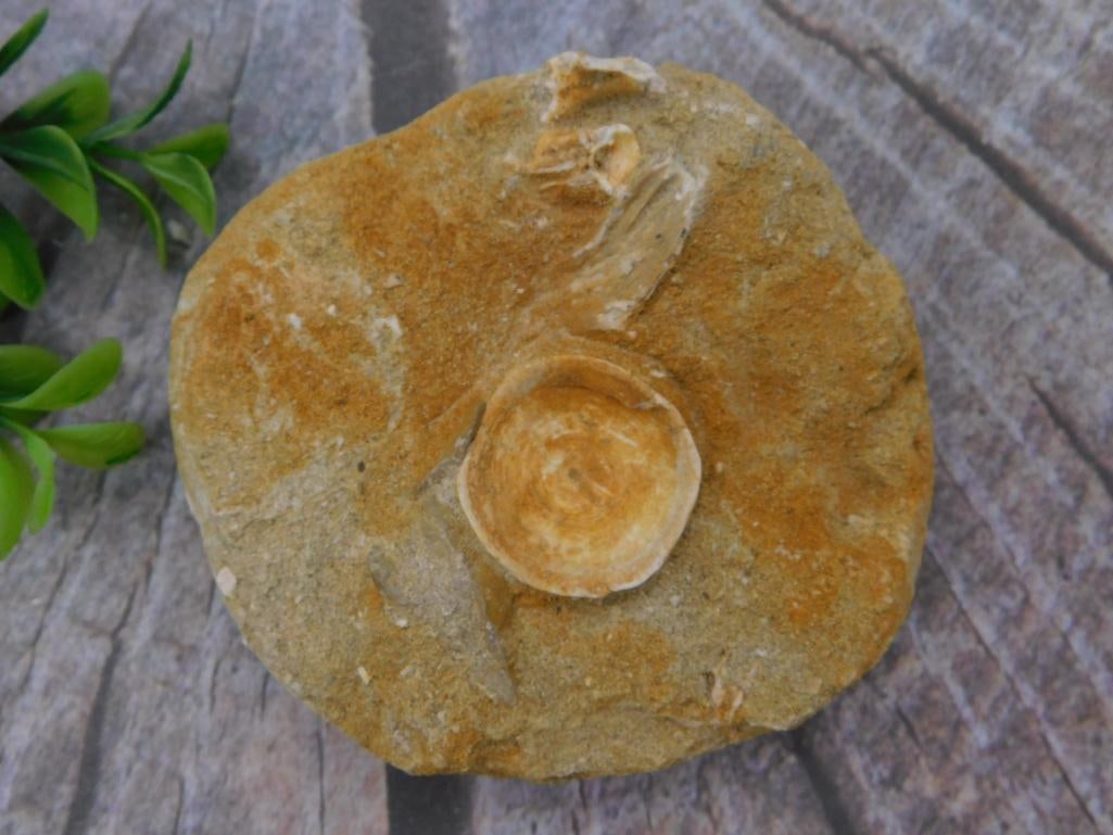 Fossil Ammonite/Gastropod Nodule Specimen: Natural sedimentary rock nodule with an embedded spiral gastropod or ammonite fossil impression, tan and rust coloring from iron staining. Shown beside a 1966 Washington quarter for scale, roughly 4 i