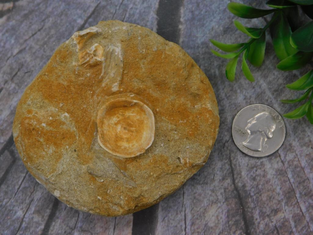 Fossil Ammonite/Gastropod Nodule Specimen - 2