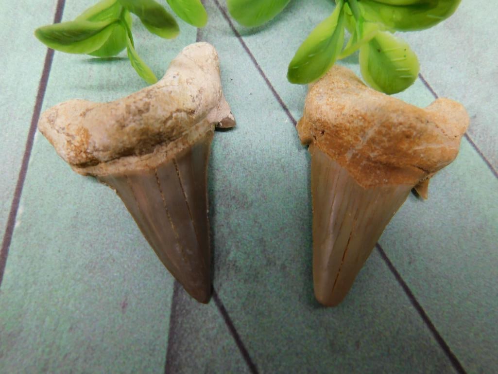 SHARK TOOTH ROCK STONE LAPIDARY SPECIMEN (1 of 3)
