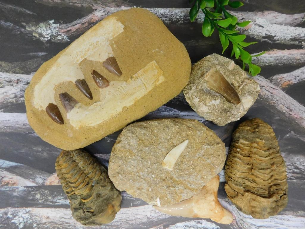 MIXED FOSSIL LOT ROCK STONE LAPIDARY SPECIMEN: MIXED FOSSIL LOT ROCK STONE LAPIDARY SPECIMEN