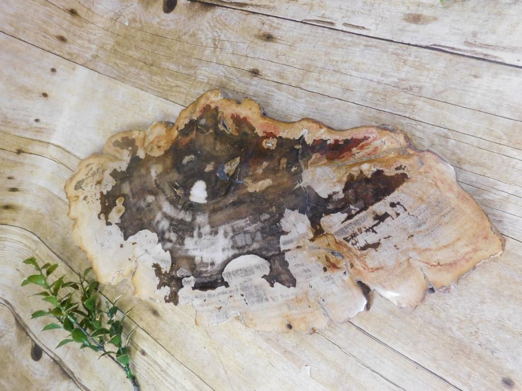 PETRIFIED WOOD SLAB ROCK STONE LAPIDARY SPECIMEN: PETRIFIED WOOD SLAB ROCK STONE LAPIDARY SPECIMEN