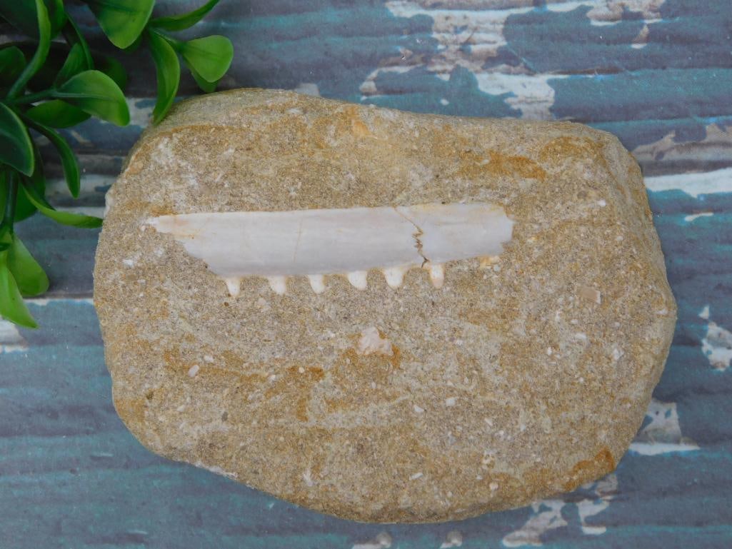 ENCHODUS FOSSIL ROCK STONE LAPIDARY SPECIMEN: ENCHODUS FOSSIL ROCK STONE LAPIDARY SPECIMEN