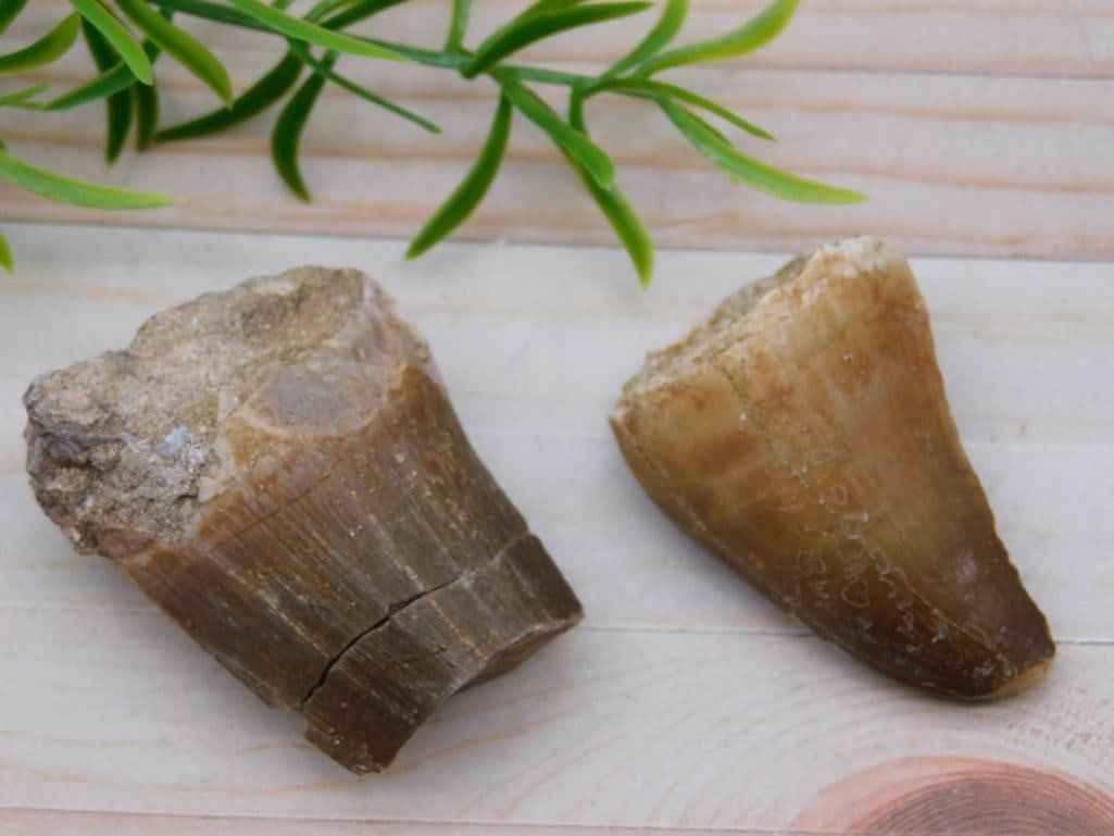 DINOSAUR TEETH ROCK STONE LAPIDARY SPECIMEN (1 of 2)