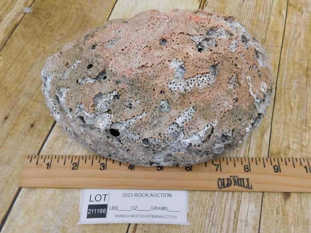 ABALONE SHELL - 2