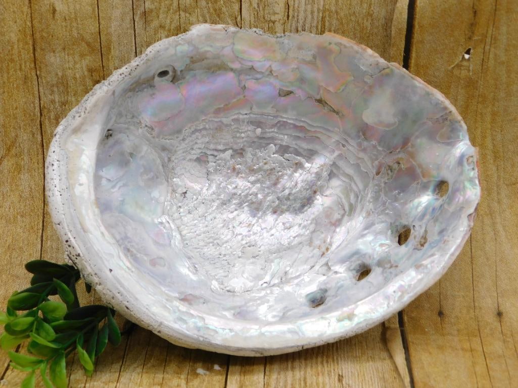 ABALONE SHELL: Discover an extraordinary collection of natural wonders and estate treasures in Hatman's Auctions' Treasures of the Earth Online Auction! Browse turquoise, agate, jasper, petrified wood, quartz
