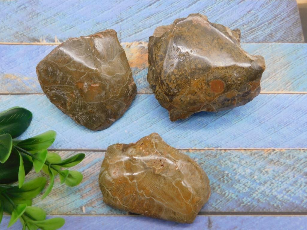PETOSKEY FOSSILIZED CORAL ROCK STONE LAPIDARY SPECIMEN: Discover an extraordinary collection of natural wonders and estate treasures in Hatman's Auctions' Treasures of the Earth Online Auction! Browse turquoise, agate, jasper, petrified wood, quartz
