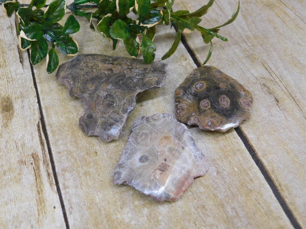 PETOSKEY FOSSILIZED CORAL ROCK STONE LAPIDARY SPECIMEN: Discover an extraordinary collection of natural wonders and estate treasures in Hatman's Auctions' Treasures of the Earth Online Auction! Browse turquoise, agate, jasper, petrified wood, quartz crysta