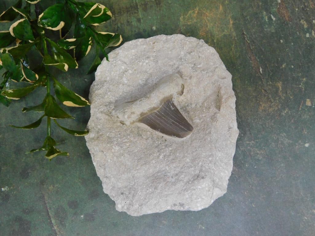 SHARK TOOTH IN MATRIX ROCK STONE LAPIDARY SPECIMEN: Discover an extraordinary collection of natural wonders and estate treasures in Hatman's Auctions' Treasures of the Earth Online Auction! Browse turquoise, agate, jasper, petrified wood, quartz crysta