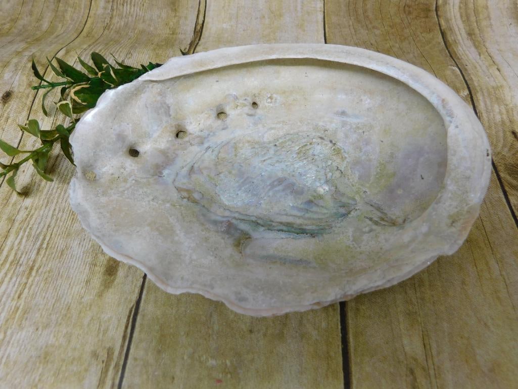 ABALONE SHELL: Discover an extraordinary collection of natural wonders and estate treasures in Hatman's Auctions' Treasures of the Earth Online Auction! Browse turquoise, agate, jasper, petrified wood, quartz