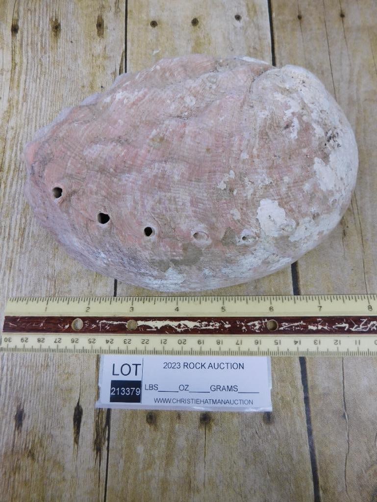 ABALONE SHELL - 3