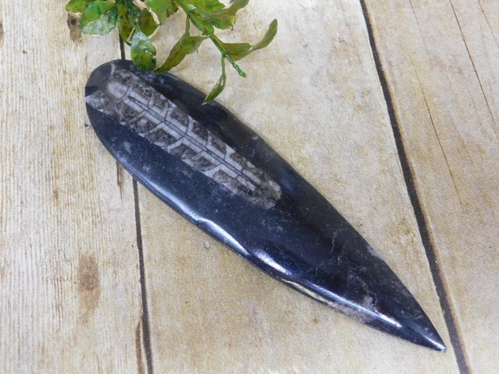 ORTHOCERAS ROCK STONE LAPIDARY SPECIMEN: Discover an extraordinary collection of natural wonders and estate treasures in Hatman's Auctions' Treasures of the Earth Online Auction! Browse turquoise, agate, jasper, petrified wood, quartz crysta