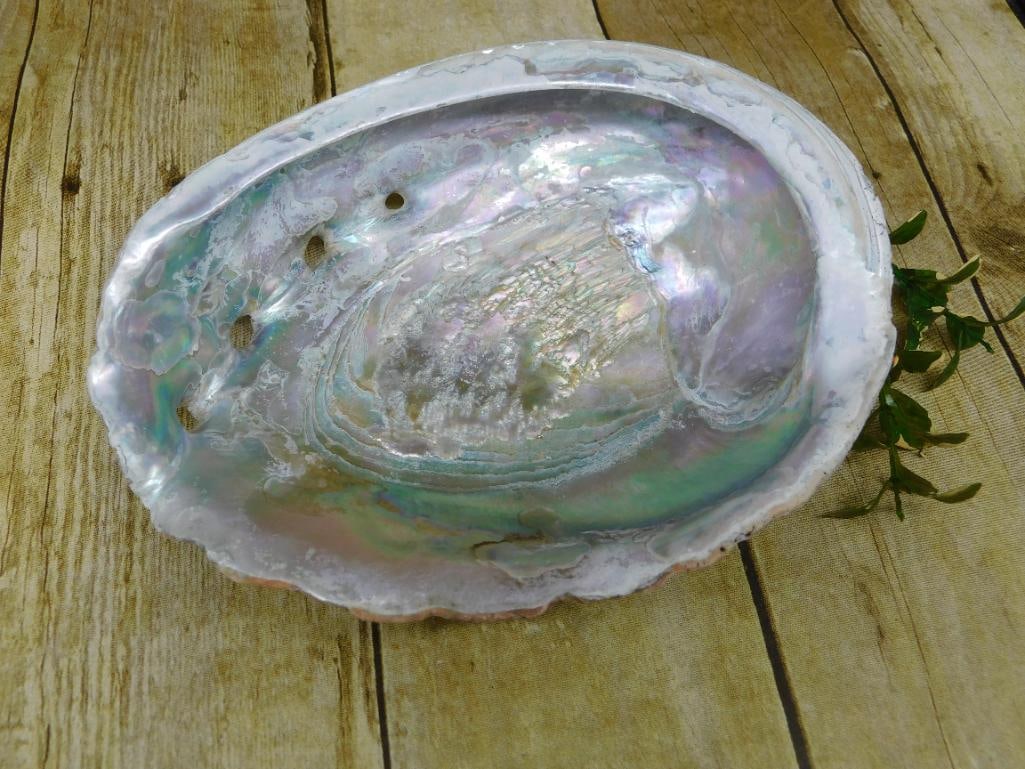 ABALONE SHELL: Discover an extraordinary collection of natural wonders and estate treasures in Hatman's Auctions' Treasures of the Earth Online Auction! Browse turquoise, agate, jasper, petrified wood, quartz crysta