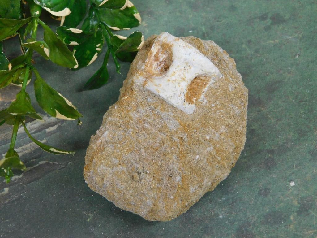 ENCHODUS FOSSIL ROCK STONE LAPIDARY SPECIMEN: Discover an extraordinary collection of natural wonders and estate treasures in Hatman's Auctions' Treasures of the Earth Online Auction! Browse turquoise, agate, jasper, petrified wood, quartz