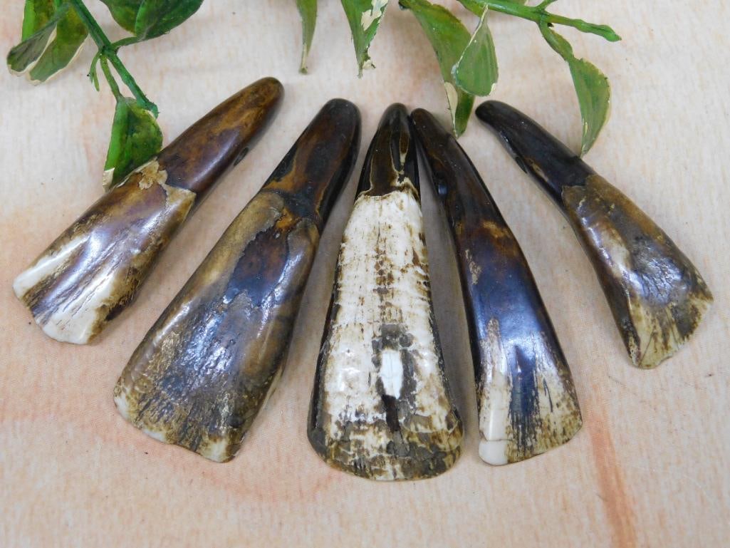 BUFFALO TEETH: Discover an extraordinary collection of natural wonders and estate treasures in Hatman's Auctions' Treasures of the Earth Online Auction! Browse turquoise, agate, jasper, petrified wood, quartz crysta