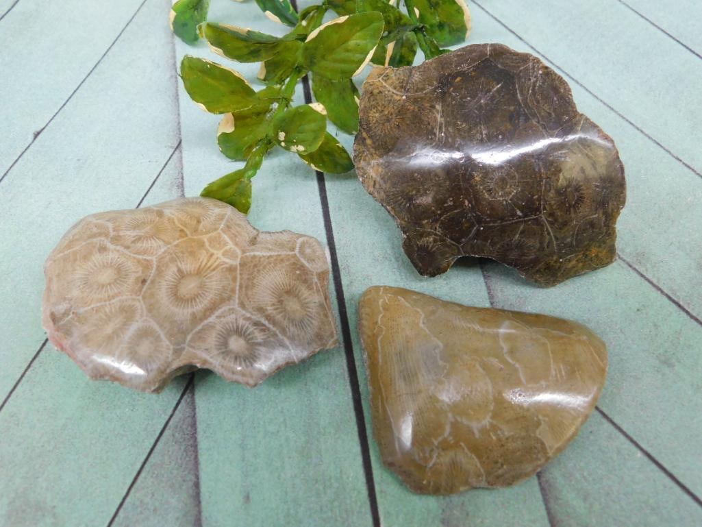 PETOSKEY FOSSILIZED CORAL ROCK STONE LAPIDARY SPECIMEN: Discover an extraordinary collection of natural wonders and estate treasures in Hatman's Auctions' Treasures of the Earth Online Auction! Browse turquoise, agate, jasper, petrified wood, quartz crysta